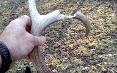 Video: This is a Shed Hunter’s Worst Nightmare