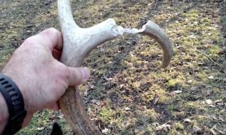 Video: This is a Shed Hunter’s Worst Nightmare