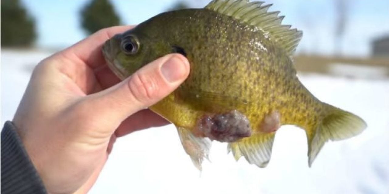 Video: What Is Going on with This Weird Bluegill Caught Through the Ice?