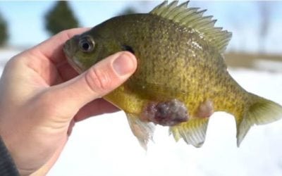 Video: What Is Going on with This Weird Bluegill Caught Through the Ice?