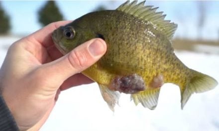 Video: What Is Going on with This Weird Bluegill Caught Through the Ice?