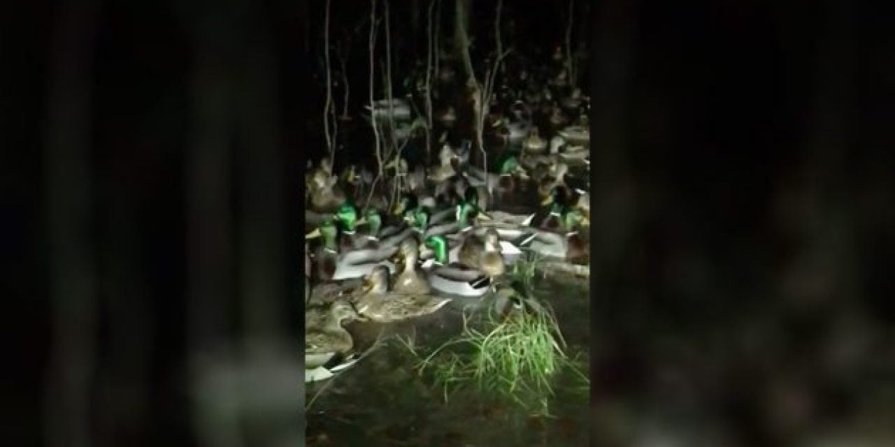 Video: When Your Duck Hunting Spot Is Overrun…with Ducks