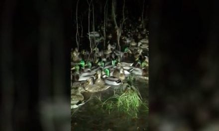 Video: When Your Duck Hunting Spot Is Overrun…with Ducks