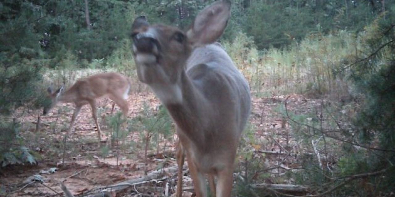 Virginia Confirms 16 New CWD-Positive Whitetail Deer