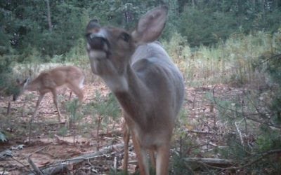Virginia Confirms 16 New CWD-Positive Whitetail Deer