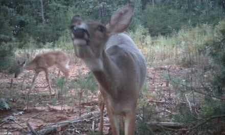 Virginia Confirms 16 New CWD-Positive Whitetail Deer