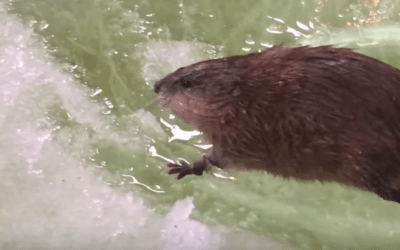 What Would You Do if You Saw This in Your Ice Hole?