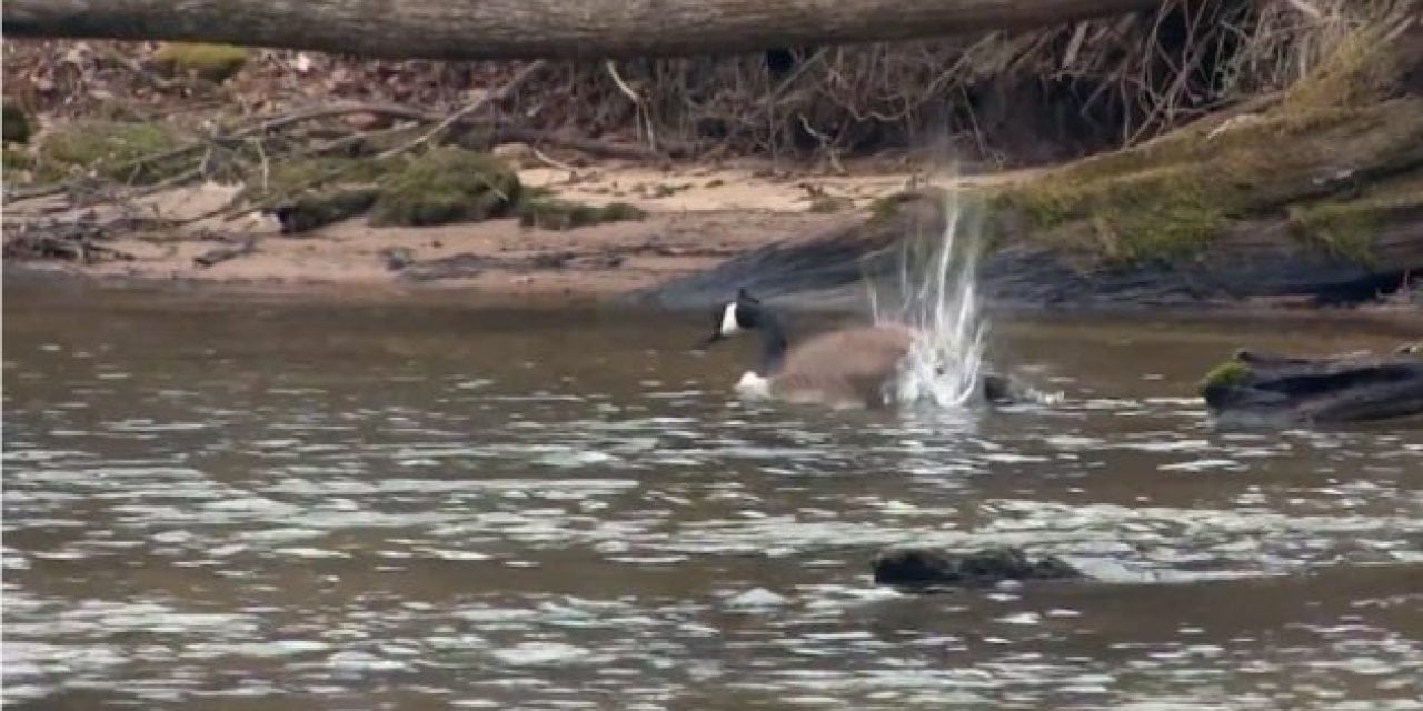 When Your Fishing Trip Turns into a Goose Hunt