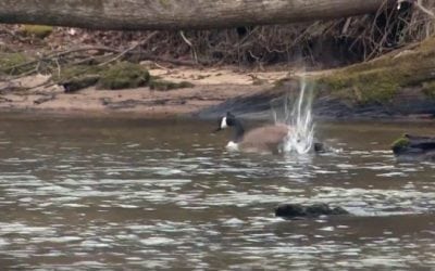 When Your Fishing Trip Turns into a Goose Hunt