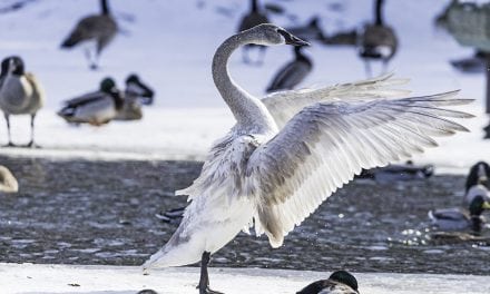 Winter Waterfowl Assignment Winner Linda Gillespie