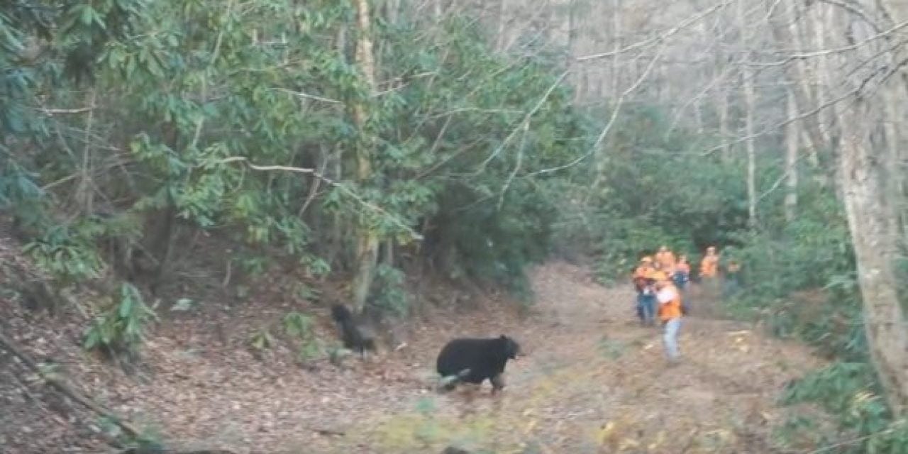 You Need to See This Tennessee Bear Hunt with Hounds
