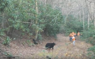 You Need to See This Tennessee Bear Hunt with Hounds