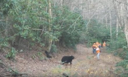 You Need to See This Tennessee Bear Hunt with Hounds