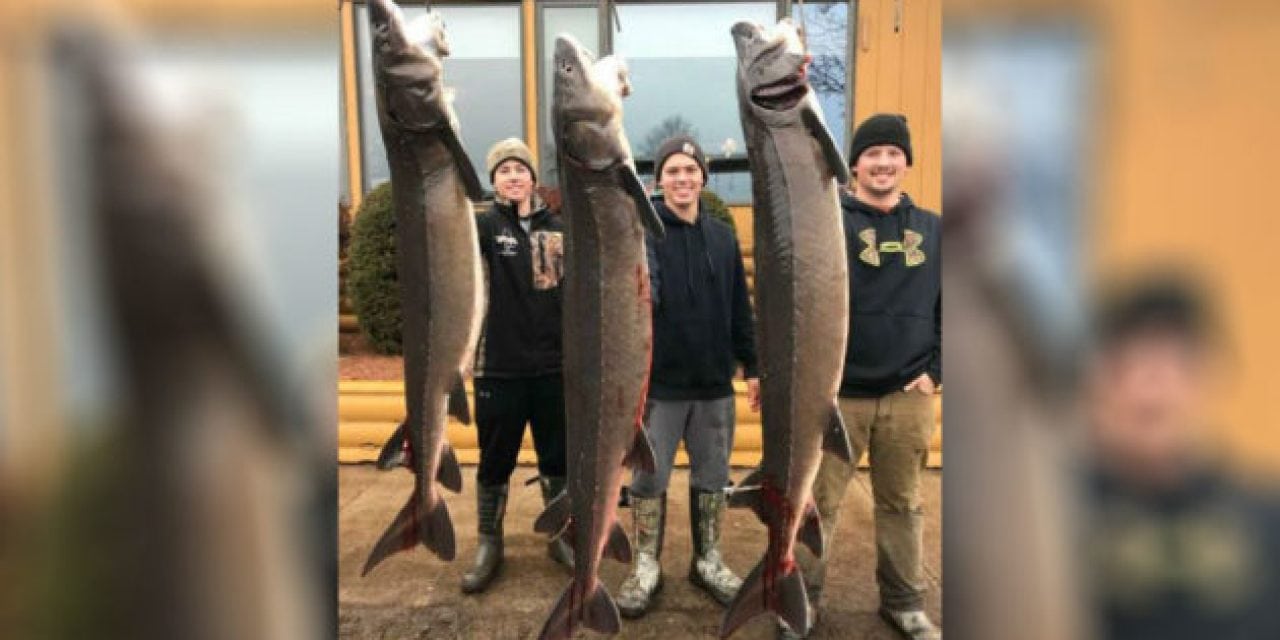 2018 Sturgeon Spearing Season Results Are In