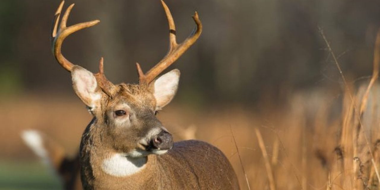5 Deer Attractants Bucks Just Can’t Resist