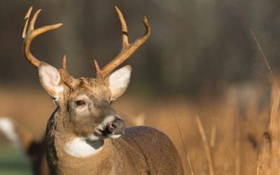 5 Deer Attractants Bucks Just Can’t Resist