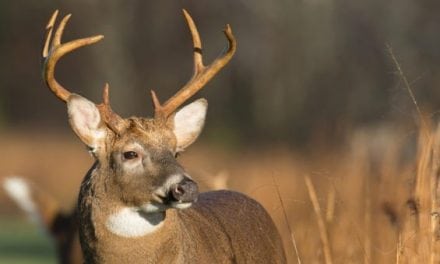 5 Deer Attractants Bucks Just Can’t Resist