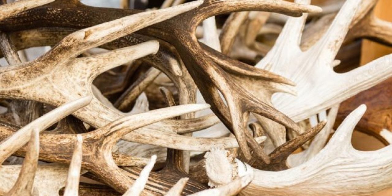 6 Quick Tips for More Shed Hunting Success