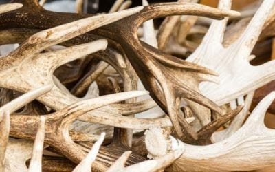 6 Quick Tips for More Shed Hunting Success