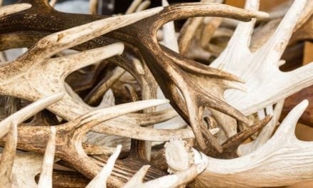 6 Quick Tips for More Shed Hunting Success