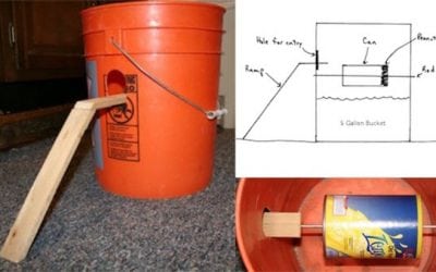 8 Genius Mouse Traps You Can Make at Home