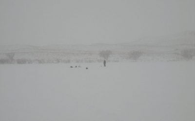 A Sandhills Perch Safari