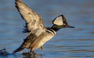 Alliterative Photo Tips