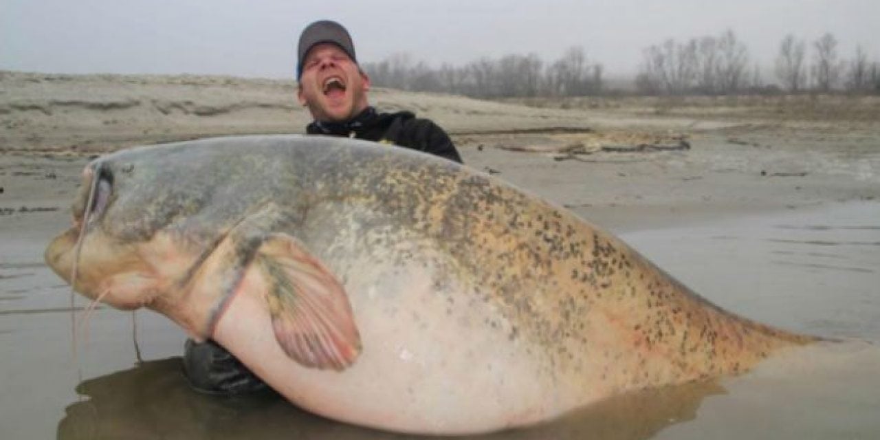 Angler Catches Absolute Monster Catfish Weighing Nearly 300 Pounds