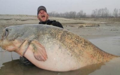 Angler Catches Absolute Monster Catfish Weighing Nearly 300 Pounds