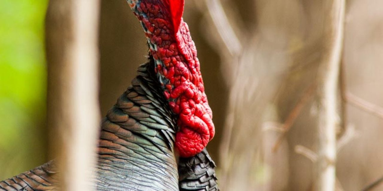 Best Broadheads for Spring Turkey