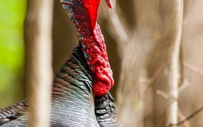 Best Broadheads for Spring Turkey
