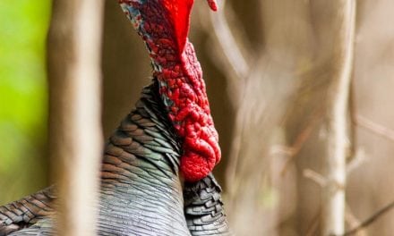 Best Broadheads for Spring Turkey
