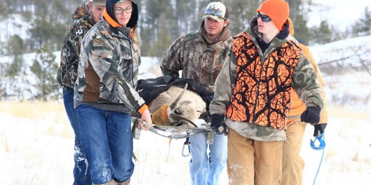 Bighorn sheep capture