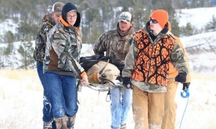 Bighorn sheep capture