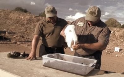 Can You Over-Lubricate a Gun?