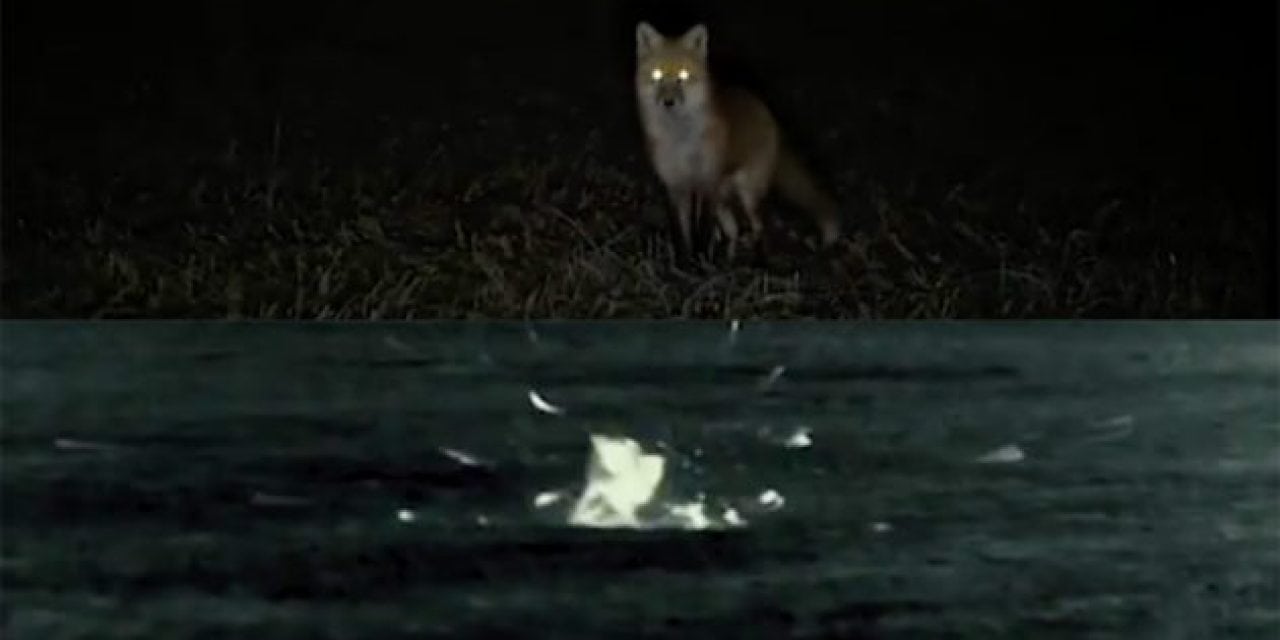 Check Out This Epic Double Red Fox Kill Filmed with Pulsar Thermal Scope