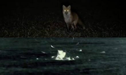 Check Out This Epic Double Red Fox Kill Filmed with Pulsar Thermal Scope