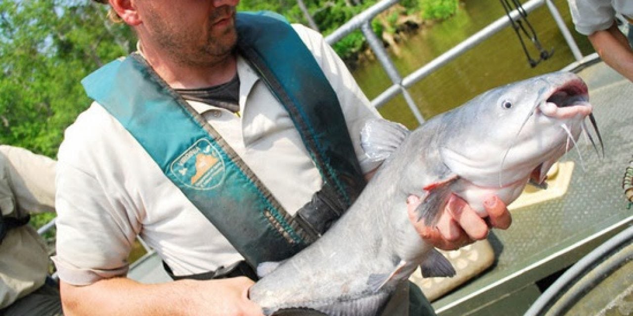 Chesapeake Plagued By Bay Blue Catfish