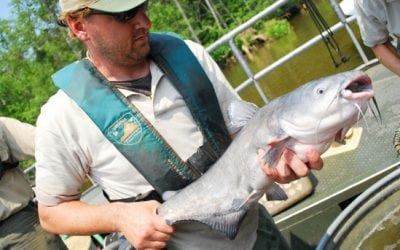 Chesapeake Plagued By Bay Blue Catfish
