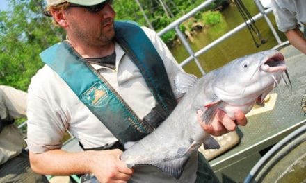 Chesapeake Plagued By Bay Blue Catfish