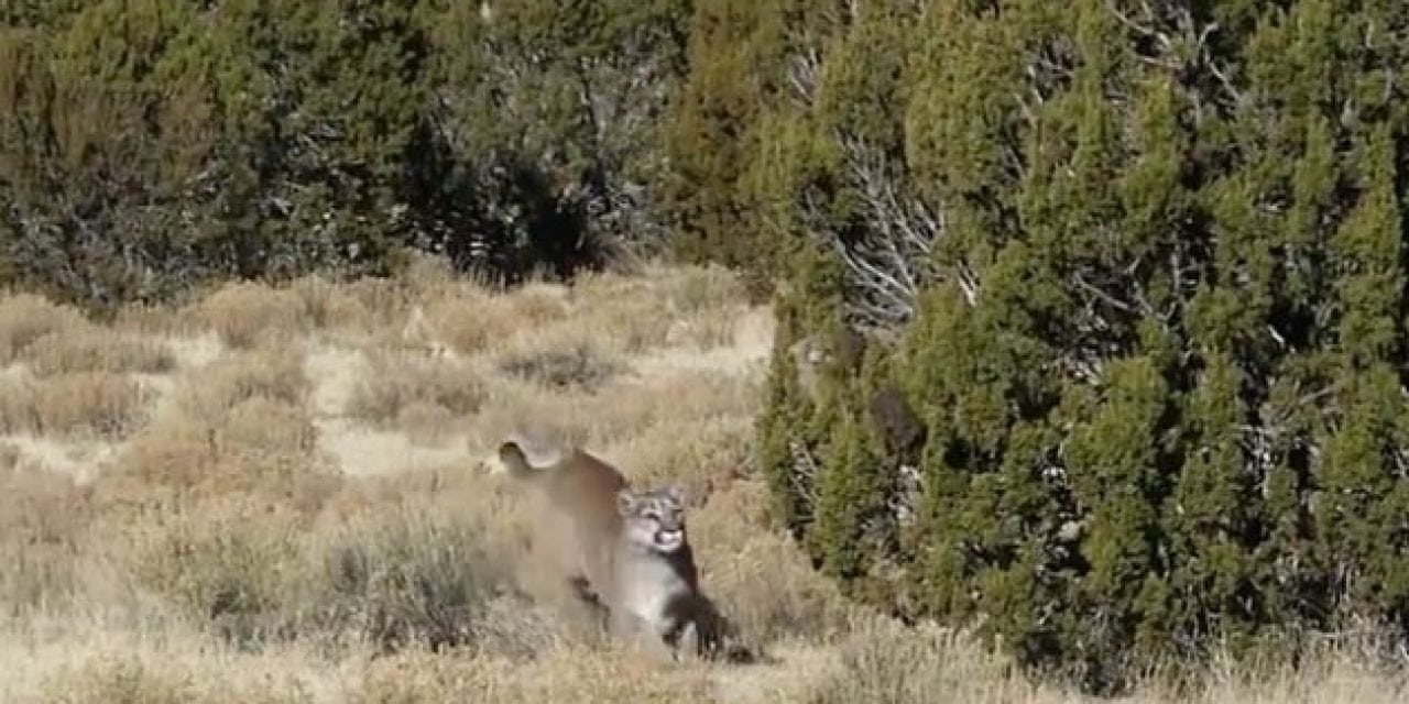 Cougar Frantically Comes in Hot to Decoy in Intense Encounter
