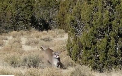 Cougar Frantically Comes in Hot to Decoy in Intense Encounter