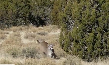 Cougar Frantically Comes in Hot to Decoy in Intense Encounter