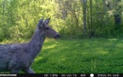 Deer Molting: When and Why Deer Lose Their Hair