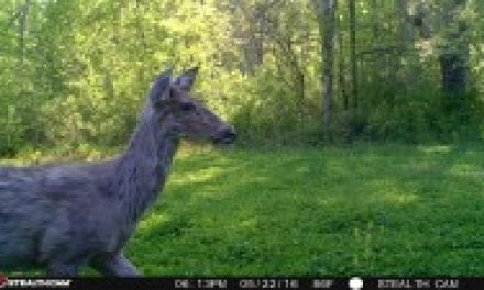 Deer Molting: When and Why Deer Lose Their Hair