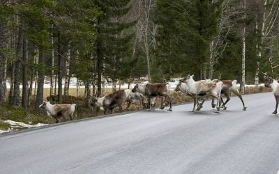 Hunting as a Means of Wildlife Management