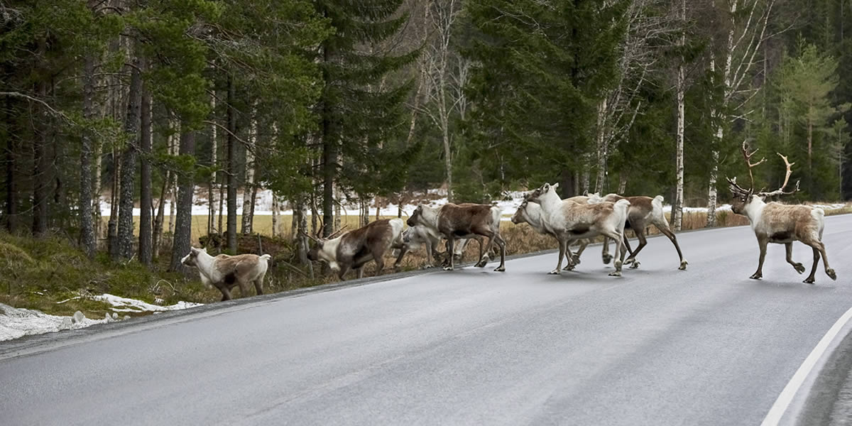 Hunting as a Means of Wildlife Management