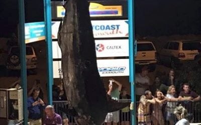 Fishing crew lands 1,089-pound blue marlin