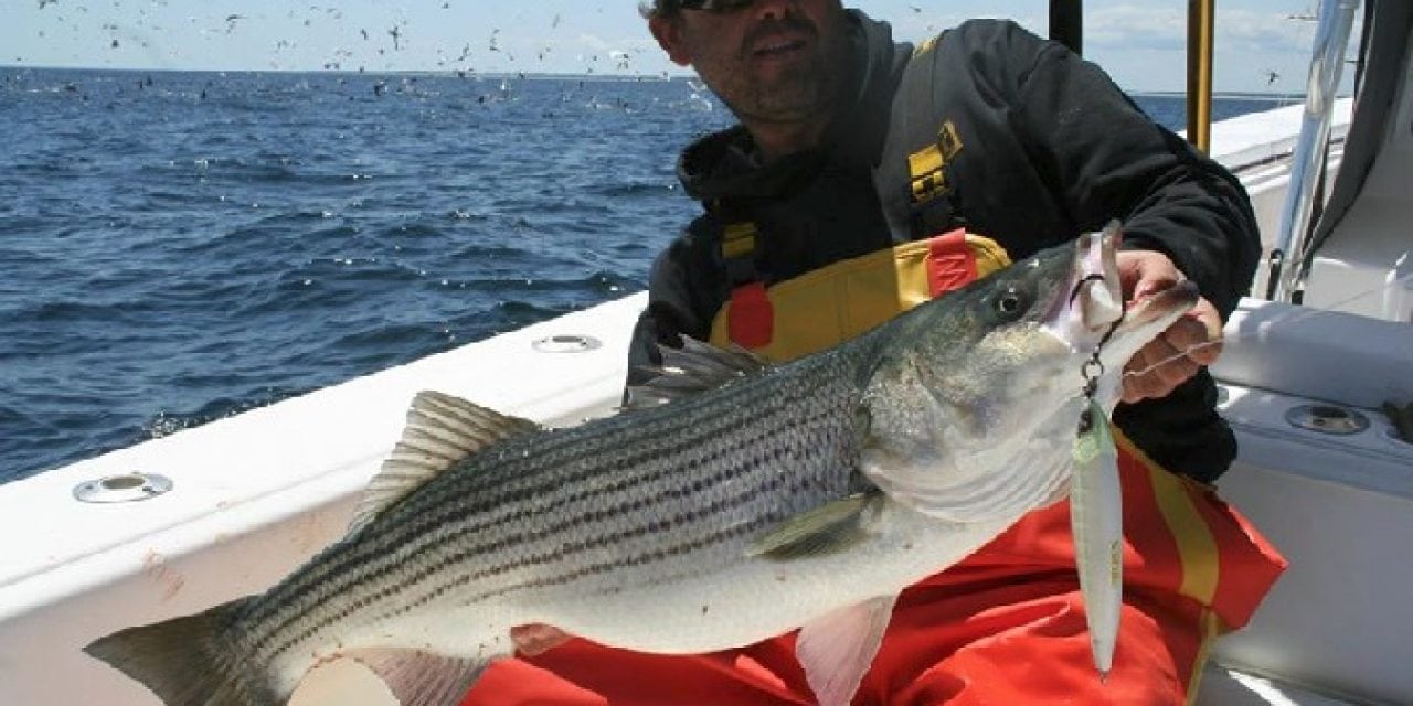 For Sébile, Striped Bass Appeal a Given