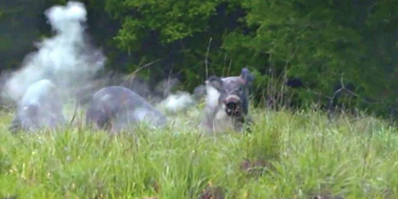 Headshot on Boar Sends Skull Fragment Projectile Out of Camera Frame